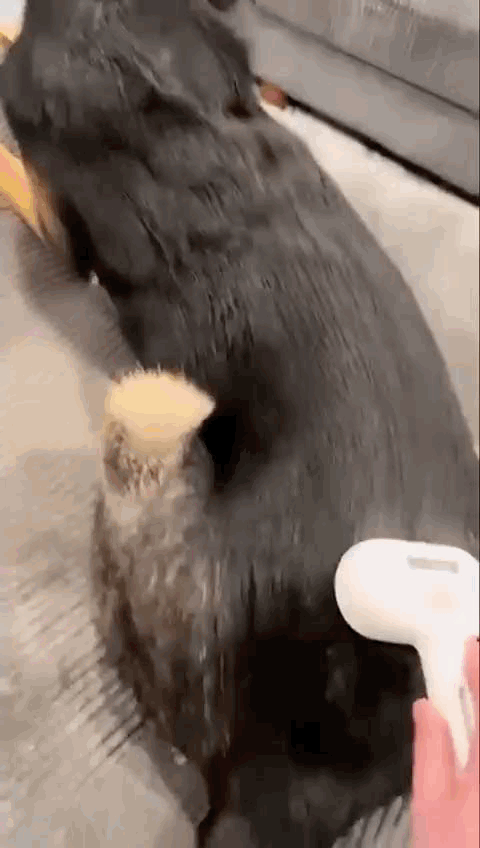 Revolutionize Grooming for a Happier, Healthier Pet